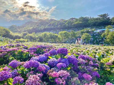 【萬豪繡球花季】二日