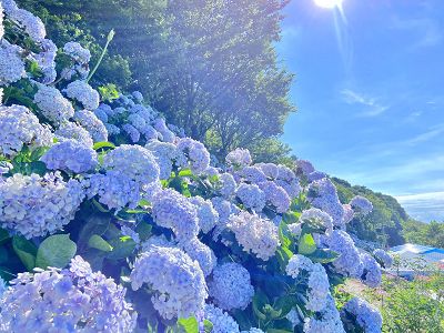 繡球花海