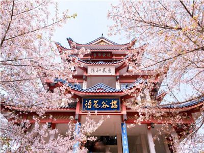 【花開江南美爵饗宴】浪漫烏鎮住一晚黿頭渚櫻花輕野春日下午茶文化交流考察5日(國航)