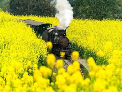 【花開藏羌情嘉陽小火車油菜花海】金川梨花溝攝影天堂新都橋康定木格措文化交流考察8日(川航)