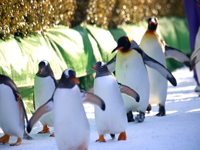 星宇航空【北海道洞爺湖花火節富良野哈密瓜吃到飽三大蟹和牛水酒無限暢飲5日】天鵝湖流星瀑布白金青池登別地獄谷