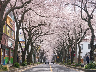 【濟州花季慶典五日不進人蔘+保肝店】升等一晚五星萬豪酒店牛島之旅水之幻境Waterworld典農路櫻花大道神話世界樂園澎派海鮮鍋