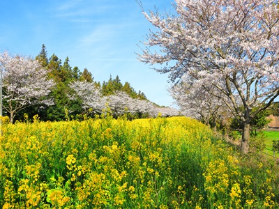 ¡i¦w§¬ªá²{ÀÙ¦{¤¤é¤£¶i¤Hçx+«O¨x©±¡jÀÙ¦{³Ì¬üÄåªá¤j¹D¡U¼Ú¦¡´ËªL¤p¤õ¨®¡U¤s¯ùªá¤§¥C¥|©u½àªá¡U°¨¥DÃD¨q¡U±Ä¯óУÅéÅç