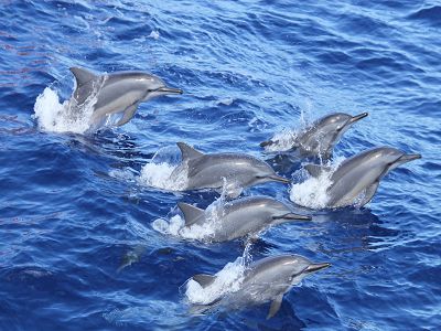 長榮鳳凰果漾山月鯨奇宜花三日